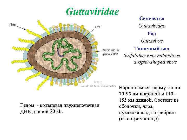 Представитель Семейства Guttaviridae